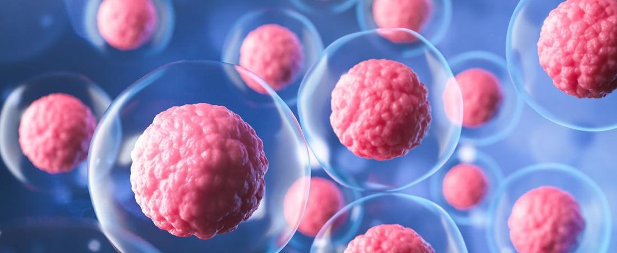 stem cell